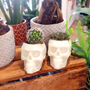 Cactus Or Succulent Skulls That Glow In The Dark, thumbnail 1 of 8