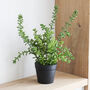 Faux Succulent Plant, thumbnail 1 of 3