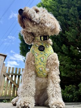 Zesty Butter Meadows Floral Dog Harness, 8 of 8
