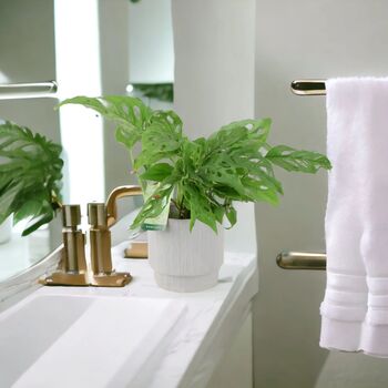 Monstera Monkey Mask Swiss Cheese Houseplant, 4 of 5