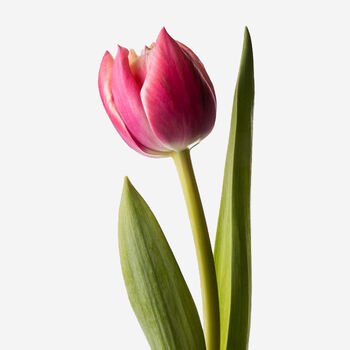 Siren Pink Double Fresh Bouquet, 2 of 3