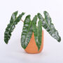 Houseplant Philodendron 'Billietiae' In 13cm Pot, thumbnail 4 of 5