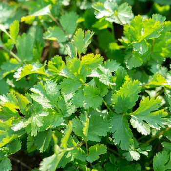 Herb Plants Coriander One X Plant In A 9cm Pot, 3 of 5