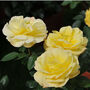 Climbing Rose 'Arthur Bell' Bare Rooted Plant, thumbnail 3 of 5