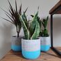 Hand Painted Large Indoor Concrete Plant Pot, thumbnail 2 of 8
