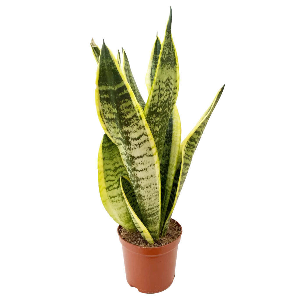 Snake Plant Golden Futura Plant In 9cm Ceramic Pot By Clouds Hill ...