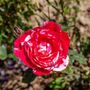 Floribunda Rose Plant 'Drama Queen', thumbnail 4 of 6