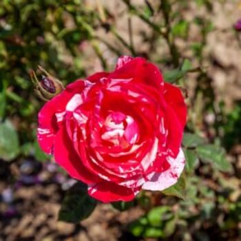 Floribunda Rose Plant 'Drama Queen', 4 of 6