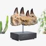 Mosasaur Jaw Section Authentic Dinosaur Fossil Wooden Base Self Standing Home Decoration, thumbnail 1 of 4
