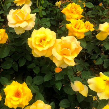 Miniature Rose 'Yellow' Plant In 2 L Pot, 4 of 5