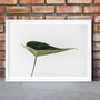 Minimalist Green Leaf Photography Print, thumbnail 1 of 2
