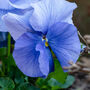 Flowers Pansy 'True Blue' 20 X Plant Pack, thumbnail 2 of 5