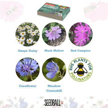 Seed Ball Making Activity Kit With Bee Friendly Wildflower Seeds, 10 of 12