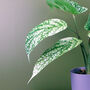 35cm Artificial Spotted Leopard Plant In Planter, thumbnail 2 of 3