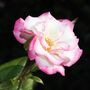 Climbing Rose 'Handel' Plant 5 L Pot, thumbnail 1 of 6