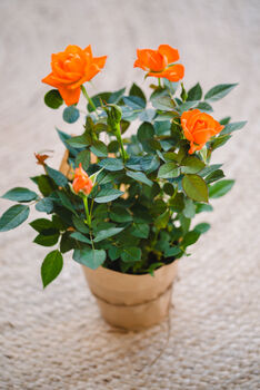 Mini Orange Rose, 2 of 4