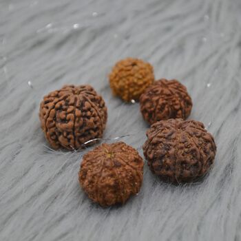 Seven Faced Nepali Rudraksha Beads Jewelry, 2 of 6