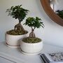Bonsai Tree Round Planter Set Of Two, thumbnail 1 of 4