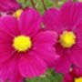 Cosmos Violet Plants X2 British Grown Summer Flowers, thumbnail 2 of 3
