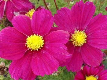 Cosmos Violet Plants X2 British Grown Summer Flowers, 2 of 3