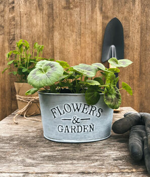 Geranium Potted In Vintage Planter, 6 of 6