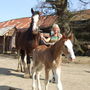 Shire Horse Experience Day For One, thumbnail 2 of 10