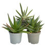 Amazing Aloe Vera Plants Mix, thumbnail 6 of 7