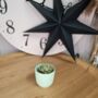 Small Succulent Houseplant In Ceramic Pot, thumbnail 9 of 9