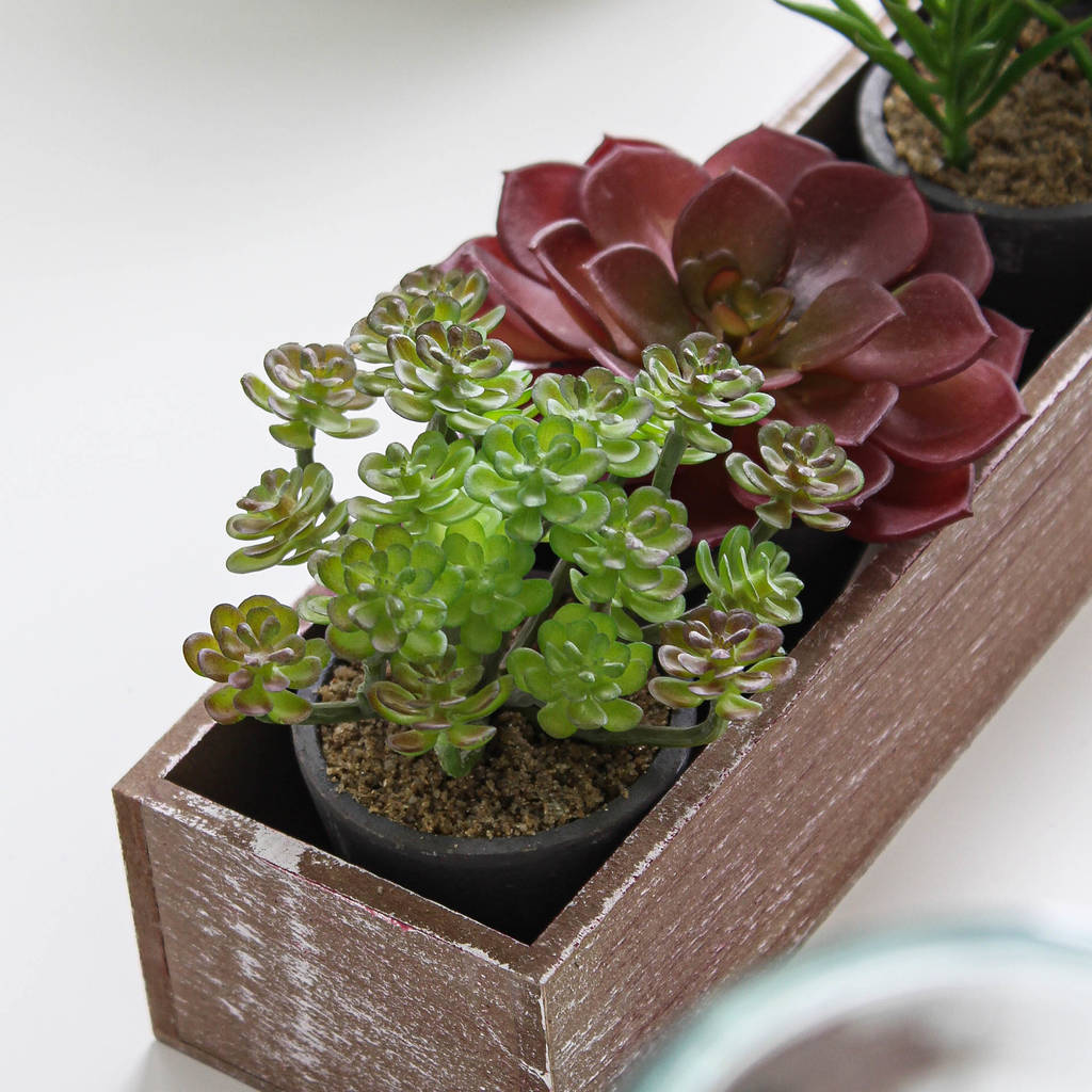 six artificial succulents in wooden box by marquis & dawe
