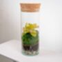 Closed Ready Made Terrarium | 'Seville', thumbnail 5 of 6