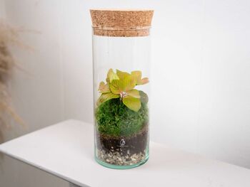 Closed Ready Made Terrarium | 'Seville', 5 of 6