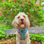 Rosie Rose Cornflower Blue Floral Dog Harness, thumbnail 4 of 10