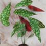 Begonia Paper Plant Kit, thumbnail 1 of 4