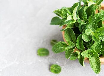Herb Plants Mint 'Berries And Cream' In 9cm Pots, 4 of 7