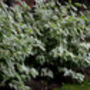 Dogwood Plants, Cornus Alba 'Dogwood', thumbnail 7 of 7