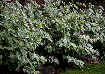 Dogwood Plants, Cornus Alba 'Dogwood', 7 of 7