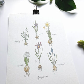 ‘Spring Bulbs Chart’ Botanical Giclée Art Print, 3 of 3