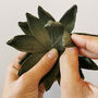 Paper Craft Kit: Succulents, thumbnail 8 of 8