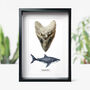 Real Megalodon Shark Xl Tooth And Watercolour Illustration Wall Hanging Frame, thumbnail 1 of 4