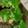 Courgette Seeds In As Seedtube, thumbnail 4 of 7