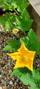 Courgette Seeds In As Seedtube, 4 of 7