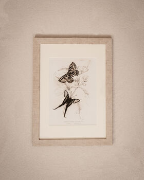 Framed Pair Of Vintage Butterfly Art Prints In Sand Frames, 2 of 10
