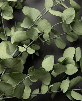 Eucalyptus Stuartiana Preserved Stems Bouquet, 2 of 3
