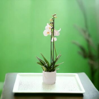 Double Stem White Phalaenopsis Orchid In Pot, 2 of 3