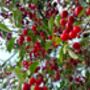 Cherry Tree, 'Summit', thumbnail 12 of 12