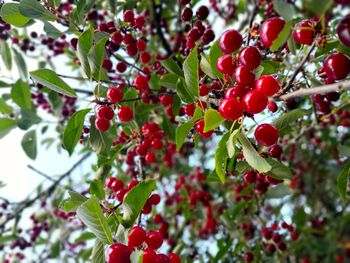Cherry Tree, 'Summit', 12 of 12