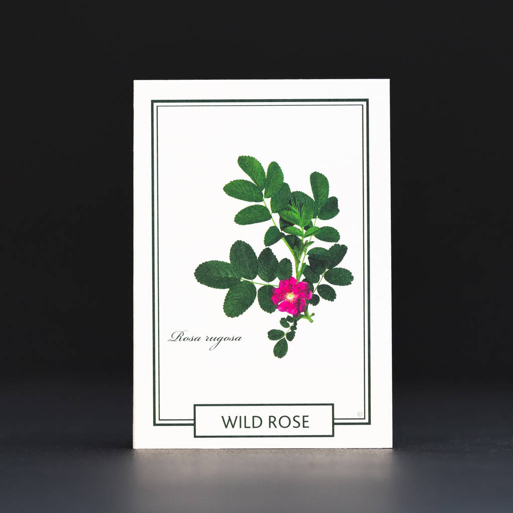 Wild Rose Tree Gift By The Present Tree