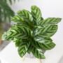 Calathea Concinna Prayer Plant 10cm Pot, thumbnail 1 of 2