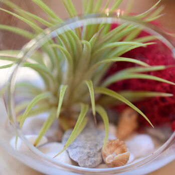 Red Diy Hanging Air Plant Terrarium Kit For Plant Lover, 2 of 4