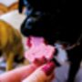Mini Easter Bunny Lollipops For Cats And Dogs, thumbnail 4 of 4